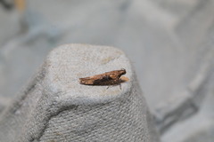 Scrobipalpa costella