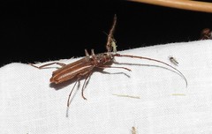 Opsimus quadrilineatus