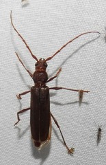 Opsimus quadrilineatus