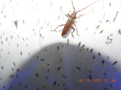 Opsimus quadrilineatus