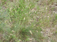 Trifolium incarnatum molinerii
