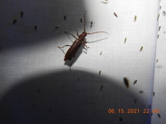 Opsimus quadrilineatus