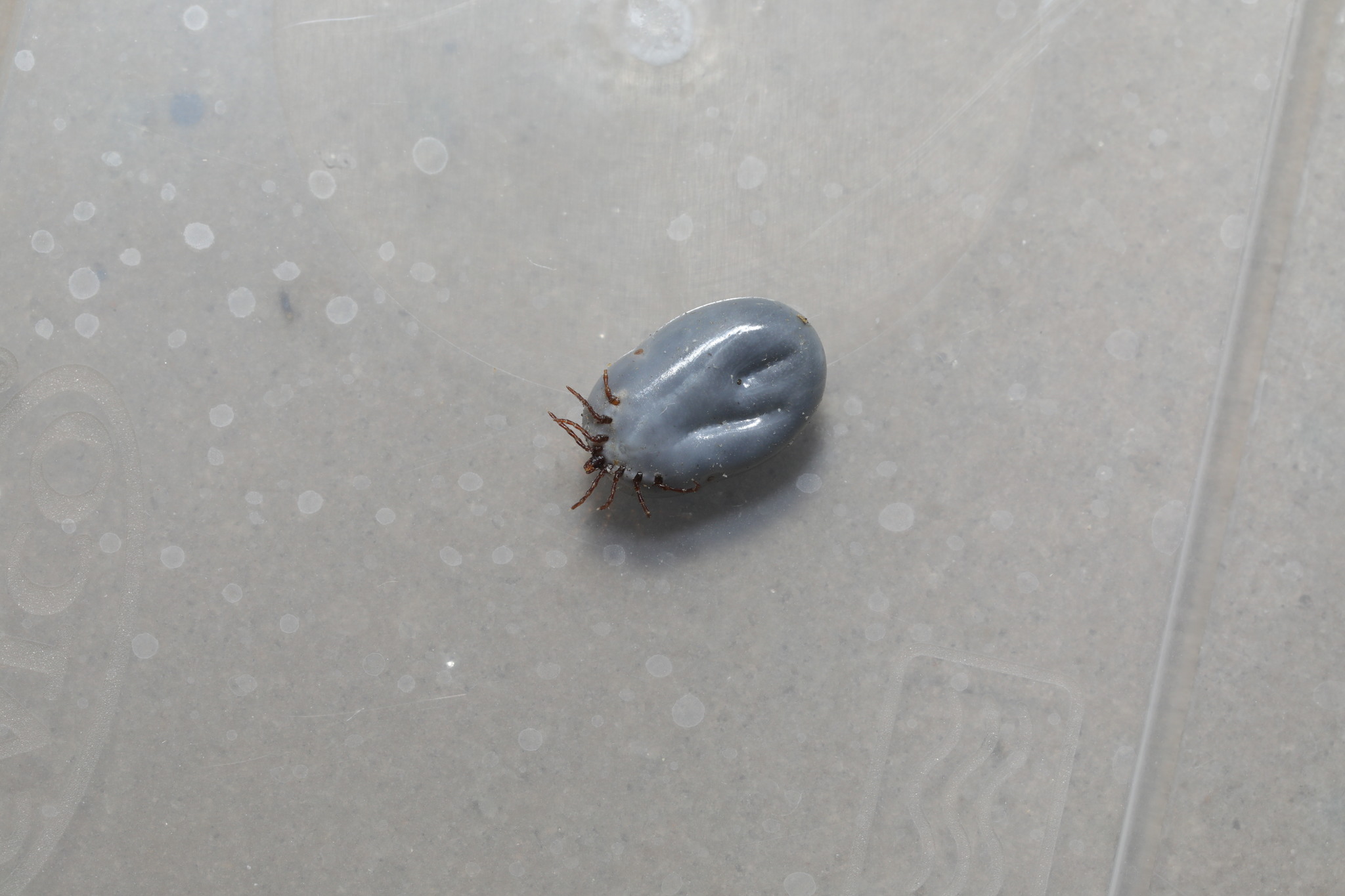 european dog tick, hedgehog tick, igelzecke