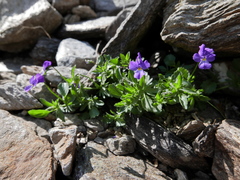 Viola montcaunica