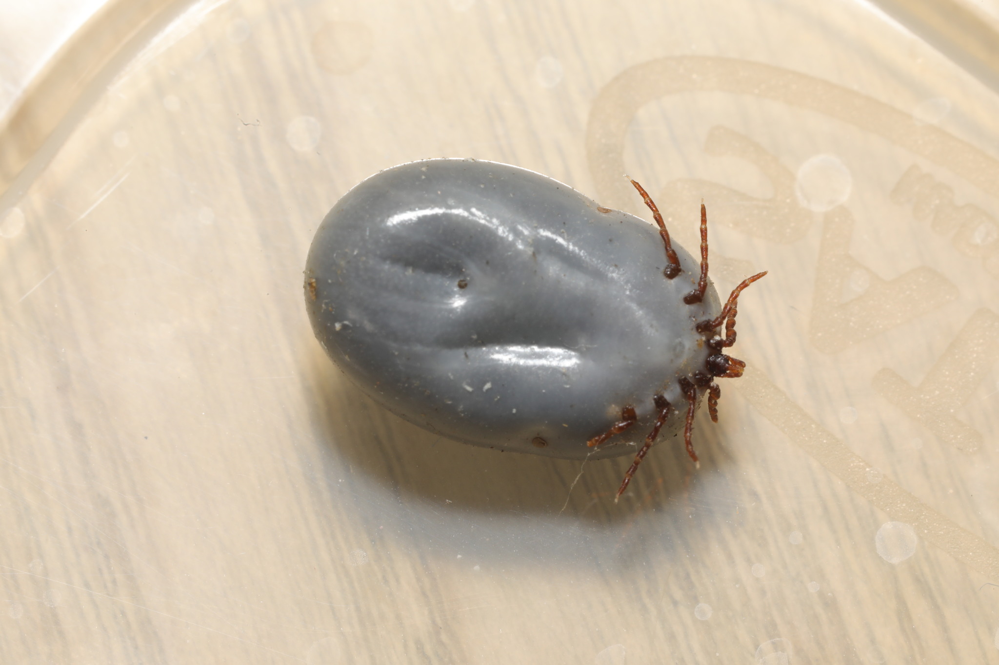 european dog tick, hedgehog tick, igelzecke