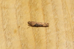 Scrobipalpa costella