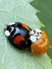 Harmonia axyridis