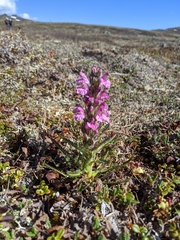 Pedicularis lanata