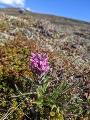 Pedicularis lanata