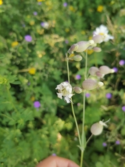 Silene vulgaris