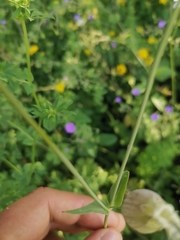 Silene vulgaris