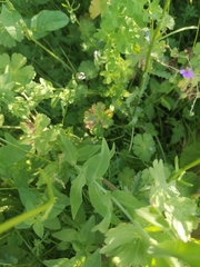 Silene vulgaris