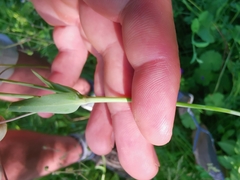 Silene vulgaris