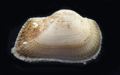 Striarca symmetrica