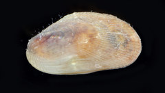 Brachidontes variabilis