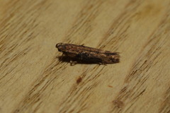 Scrobipalpa costella