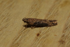 Scrobipalpa costella