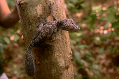 Uroplatus henkeli