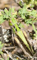 Stenobothrus festivus