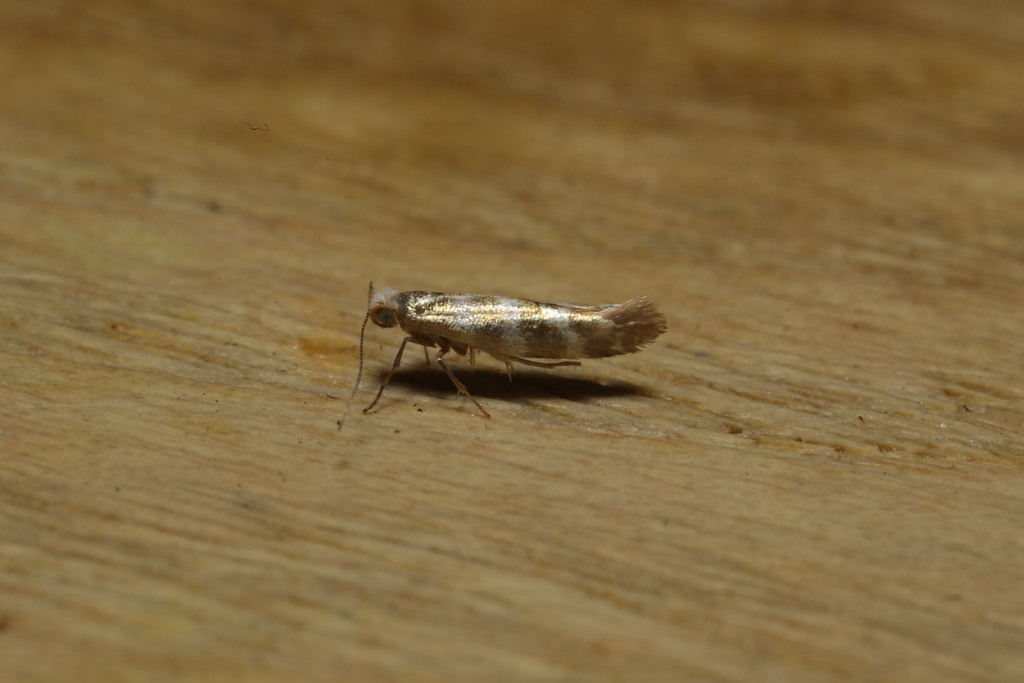 Cypress Tip Moth