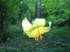 Lilium monadelphum