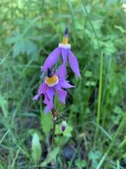 Primula pauciflora pauciflora