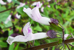 Orthosiphon suffrutescens