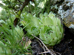 Sempervivum vicentei
