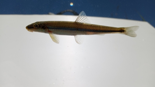 Stargazing minnow (Phenacobius uranops) — Cyprinidae — 3