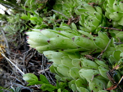Sempervivum vicentei