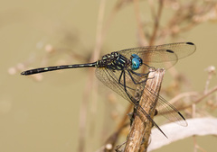 Dythemis nigra