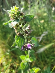 Ballota nigra
