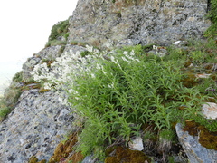 Koenigia alpina