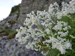 Koenigia alpina