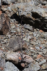 Streptanthus batrachopus