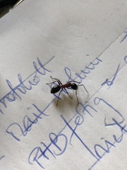 Camponotus ligniperda