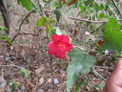 Hibiscus poeppigii