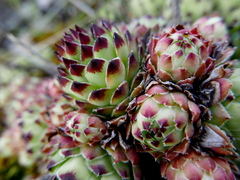 Sempervivum vicentei