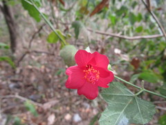 Hibiscus poeppigii
