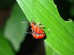 Lilioceris faldermanni