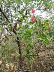 Hibiscus poeppigii