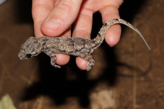 Hemidactylus platycephalus
