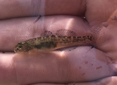 Eucyclogobius newberryi