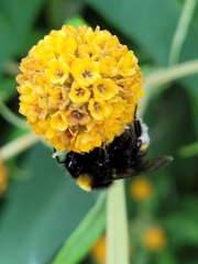 Bombus