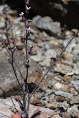 Streptanthus batrachopus