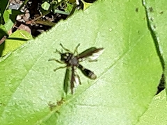 Physocephala marginata