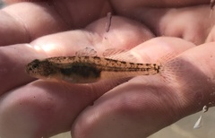 Eucyclogobius newberryi