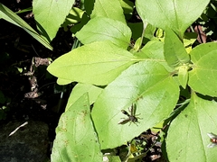 Physocephala marginata