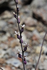 Streptanthus batrachopus