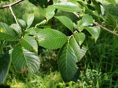 Ulmus americana